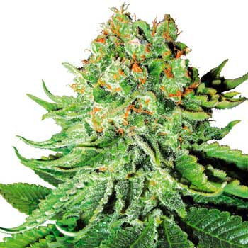 Northern Lights Automatic - 5 Seeds (White Label) - Todos os produtos - Root Catalog
