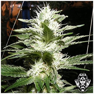RAW DIESEL - 5 seeds - Outlet