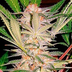 S.A.D. Sweet Afghan Delicious S1 - Feminized - SWEET SEEDS