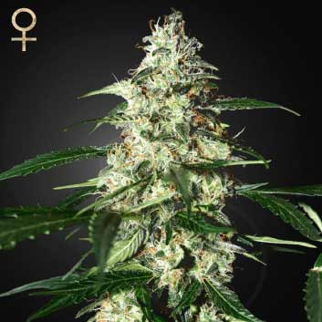Skunk Auto - 5 Seeds - Outlet
