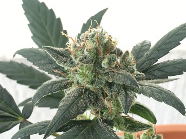 La Diva Auto | Autoflowering Cannabis | Delicious Seeds