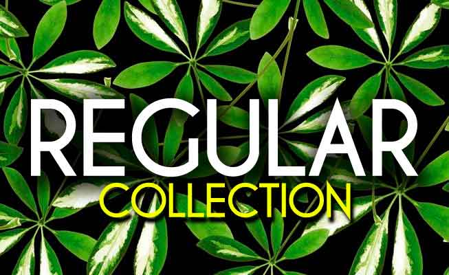Pure Origin Regular Collection